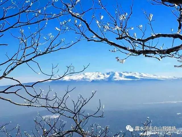 动物帮帮忙保卫家园